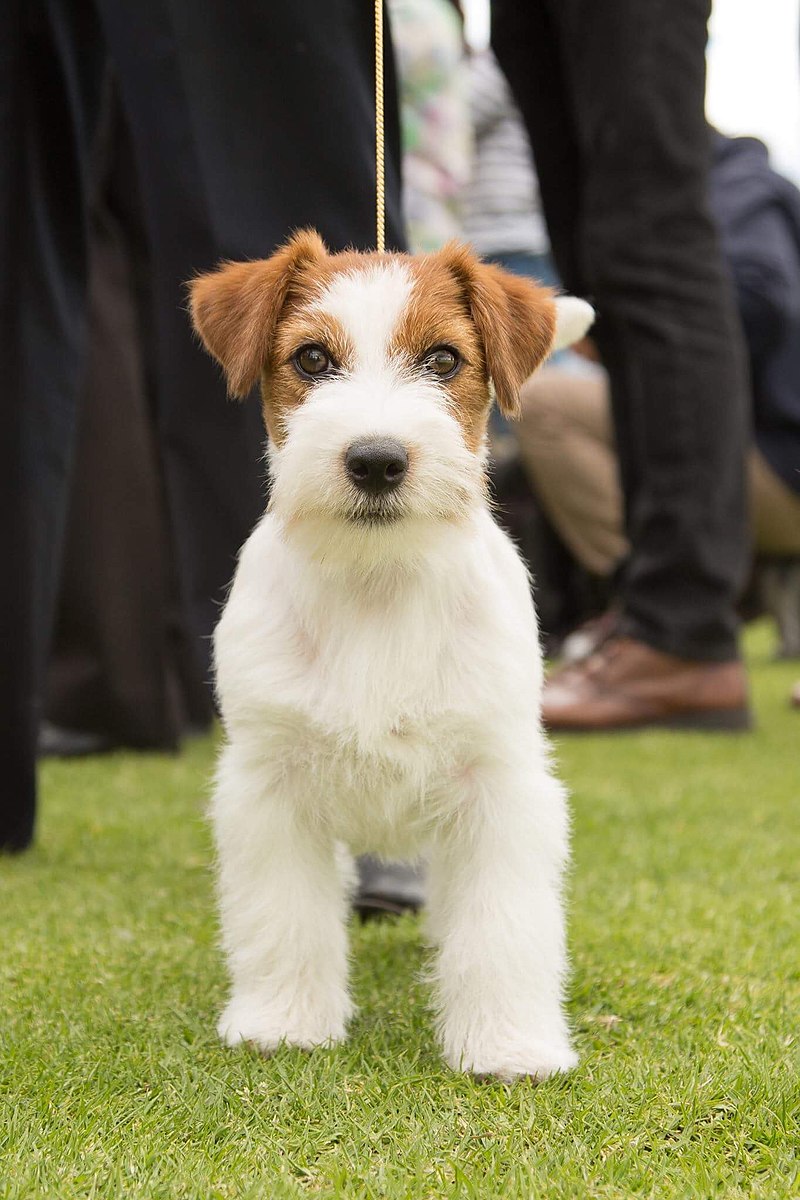 Perro: Jack Russell Terrier