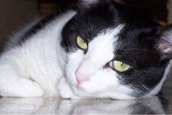 Gato : Común Bicolor.